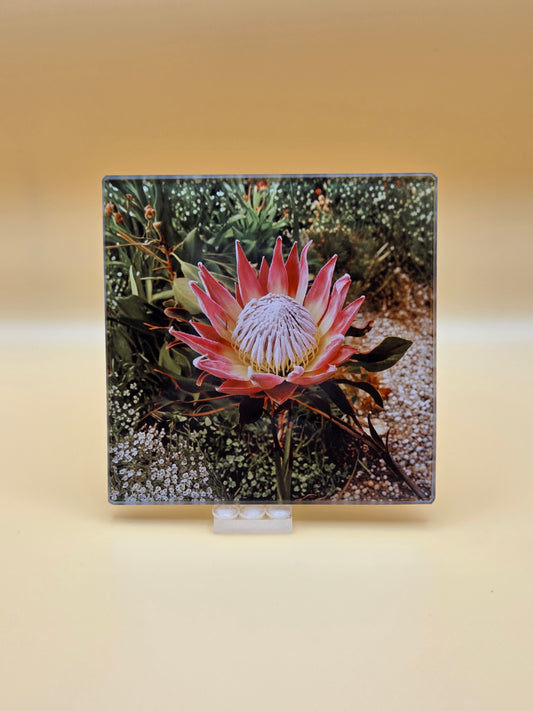 Protea South African National Flower Glass Coasters, Square, 10 x 10 Centimetres, 2 Pack
