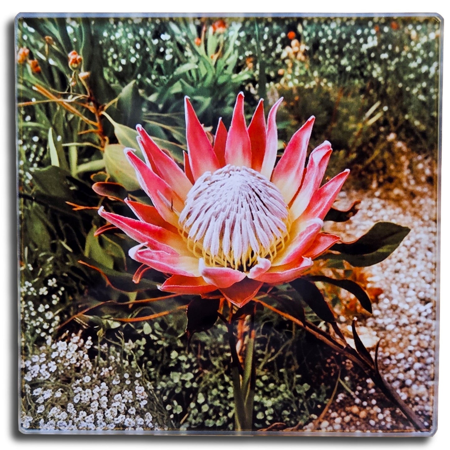 Protea South African National Flower Glass Coasters, Square, 10 x 10 Centimetres, 2 Pack