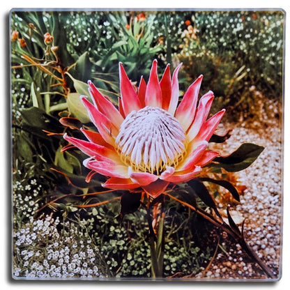 Protea South African National Flower Glass Coasters, Square, 10 x 10 Centimetres, 2 Pack