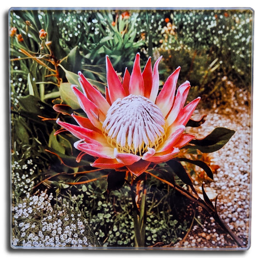 Protea South African National Flower Glass Coasters, Square, 10 x 10 Centimetres, 2 Pack